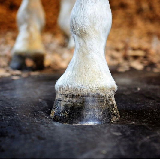 Horse Stall Flooring = Looks Can Be Deceiving