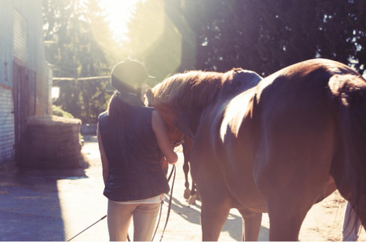 A horse being cooled down post-exercise