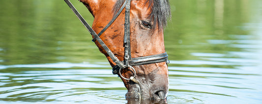 You can lead a horse to water